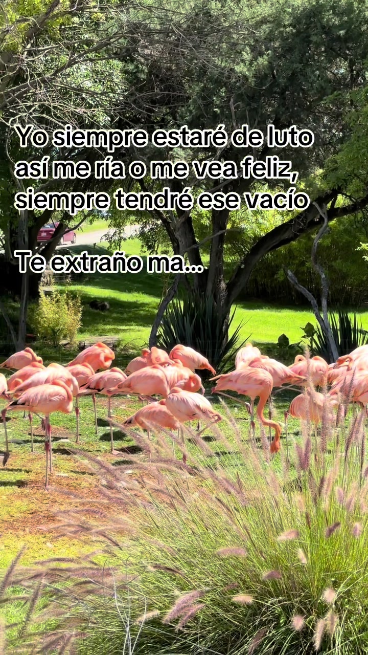 @frases88