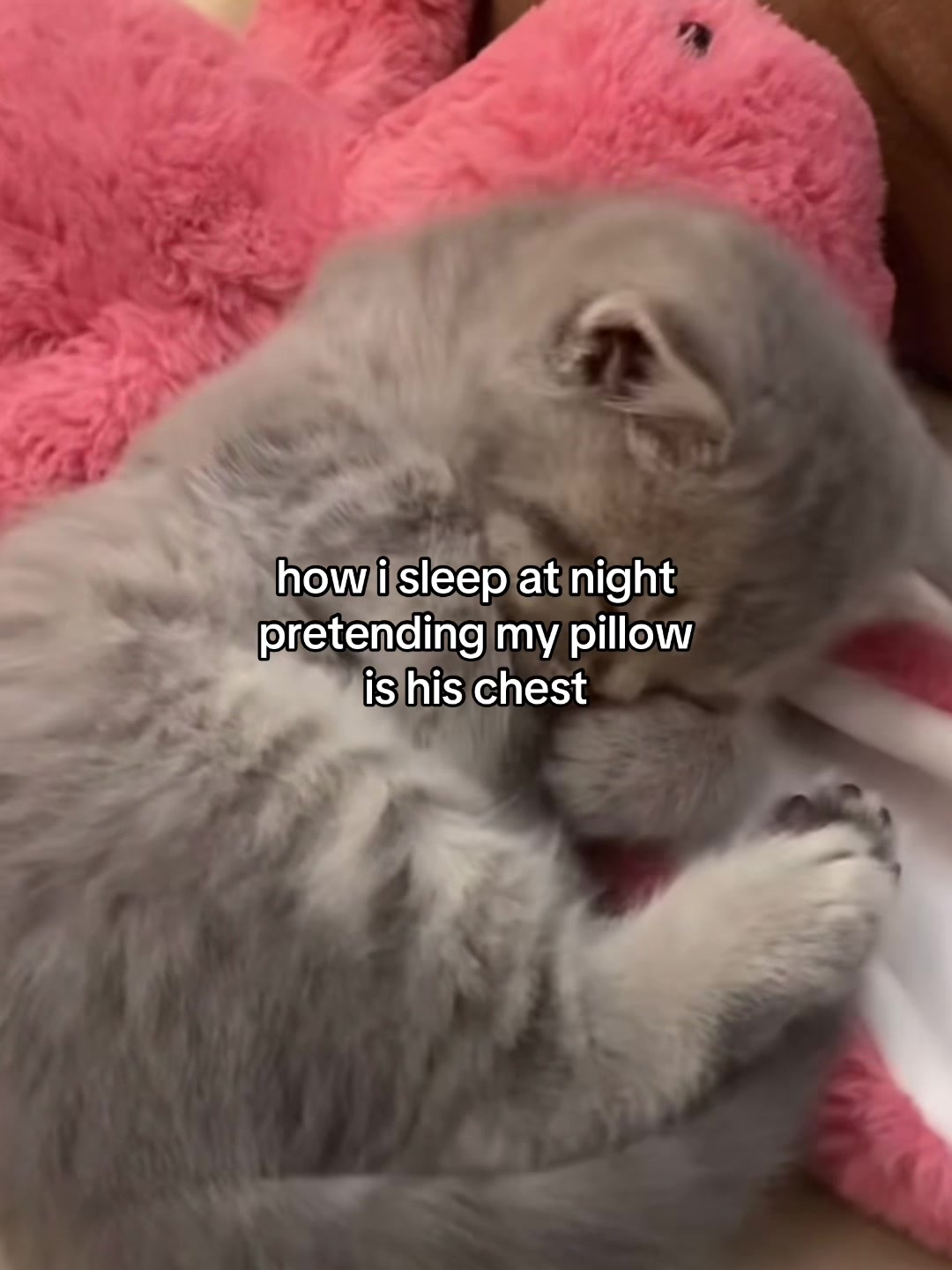 @Alice.cattok