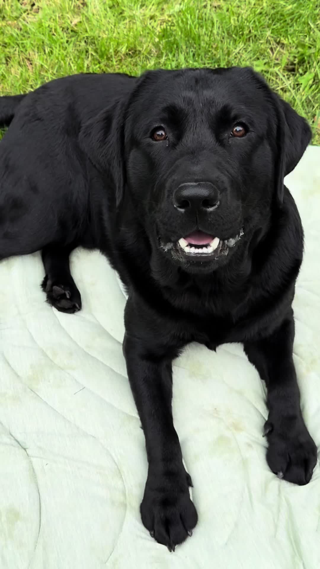 @DennisTheBlackLab