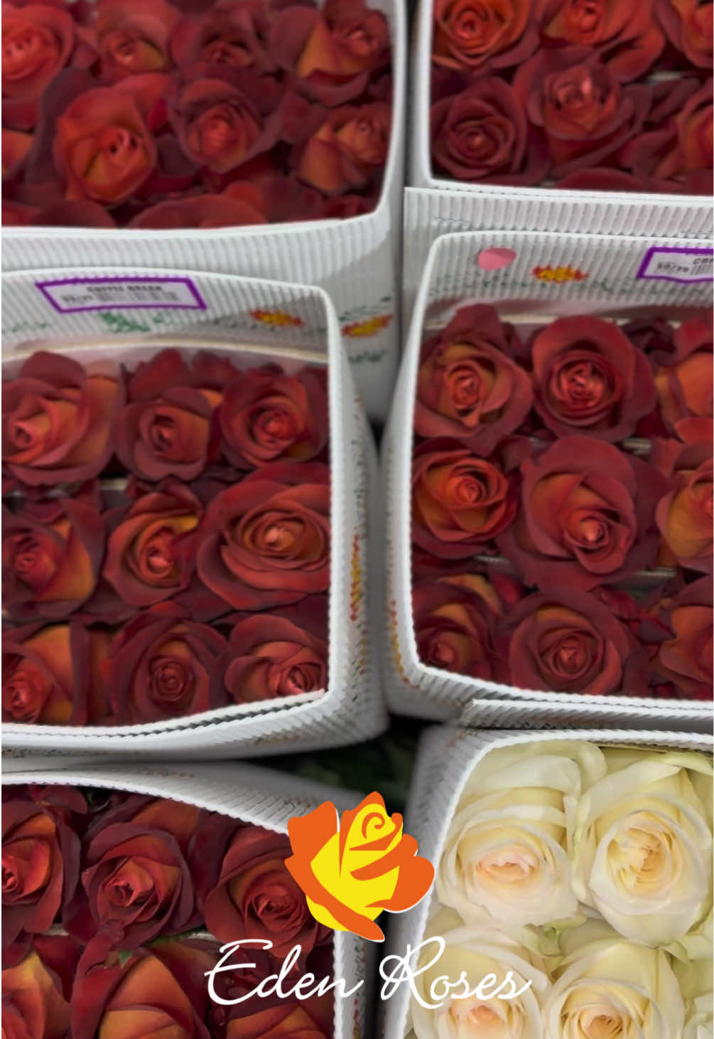 @Eden Roses