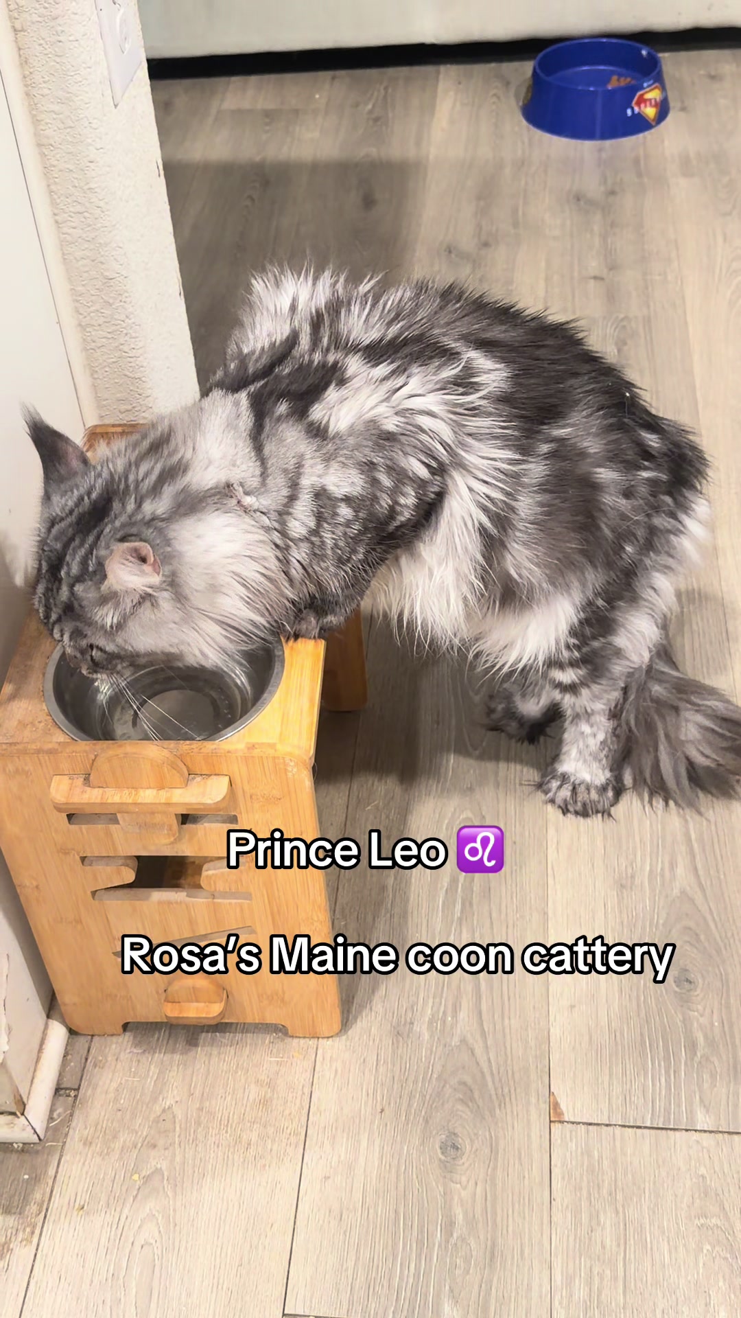 @Rosa&rsquo;s maine coon in Texas🧛