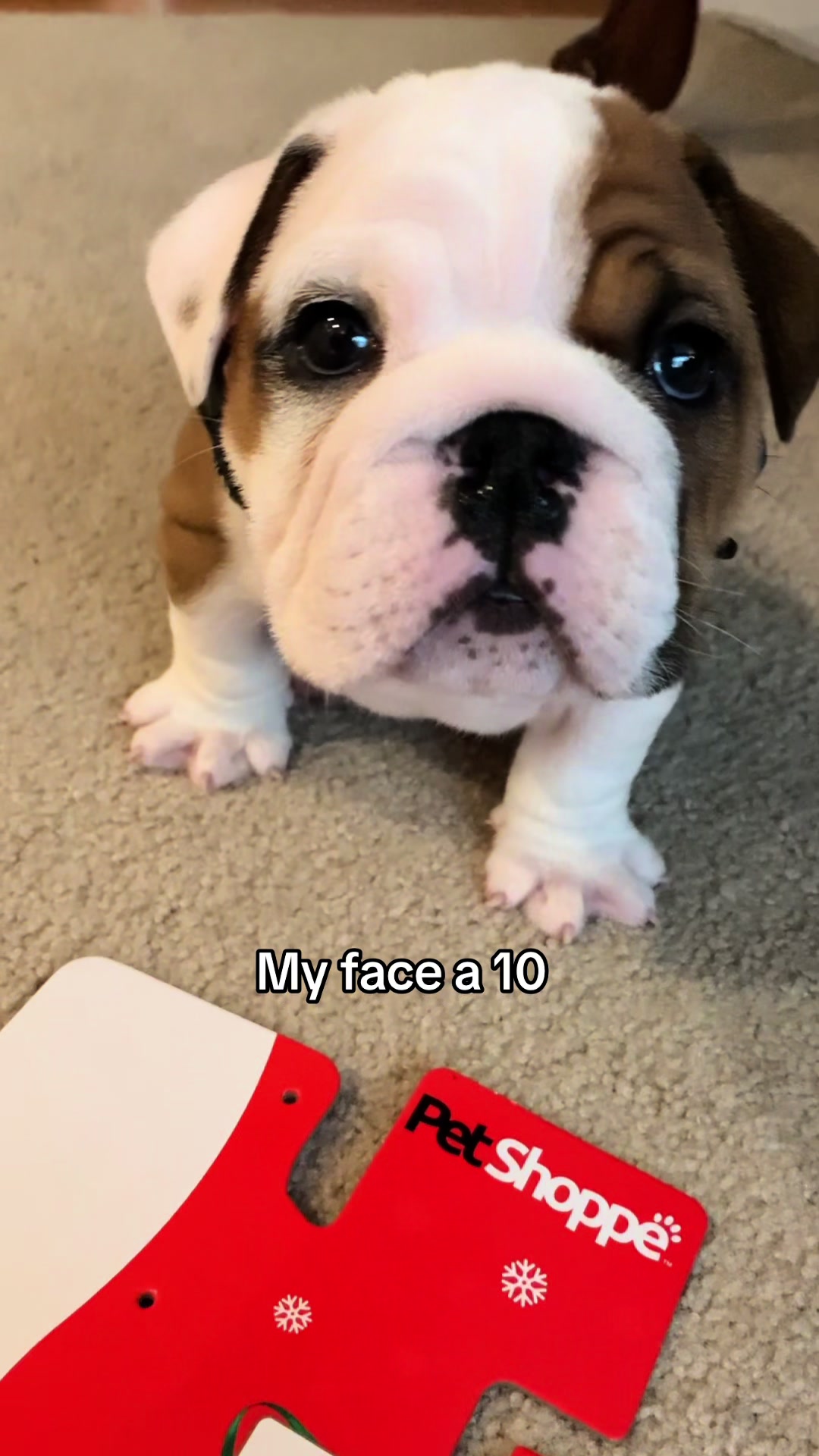 @Stubby The Bulldog