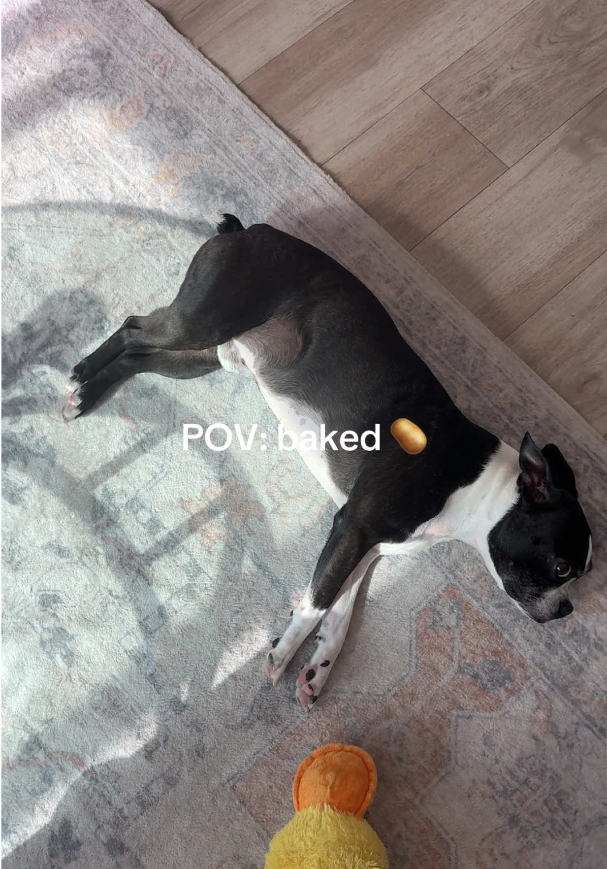 @LouieBostonT