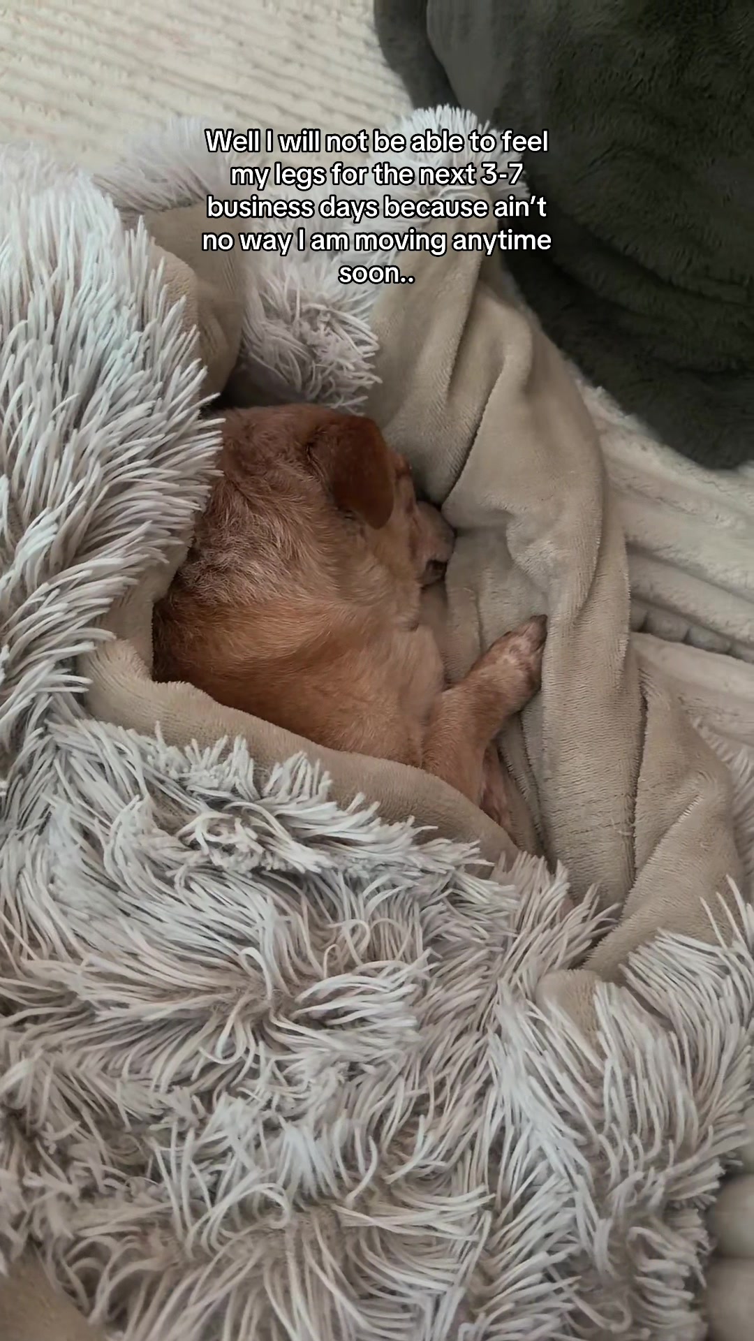 @Cody the Chi & The Spare Ones
