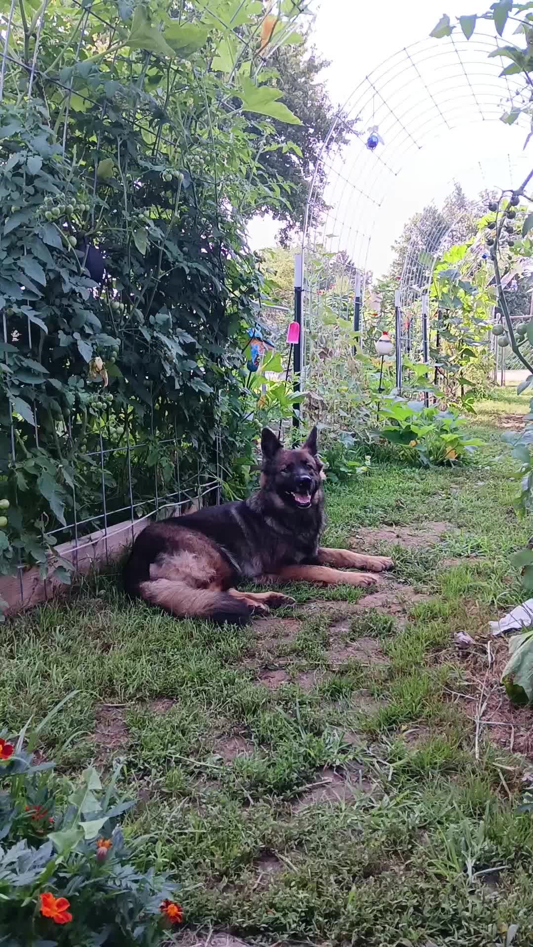 @crazy_dog_person
