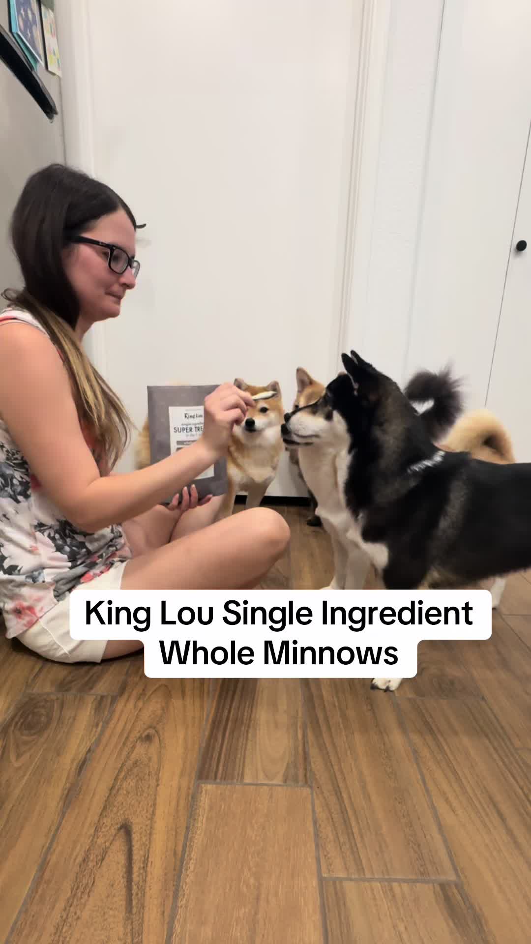 @Flock of Shibas 🐕🐕🐕