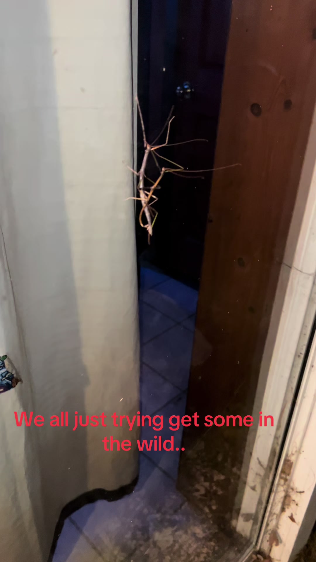 @therealbigox