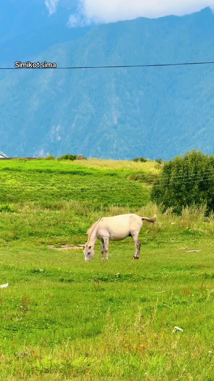 @हुम्ली कान्छो