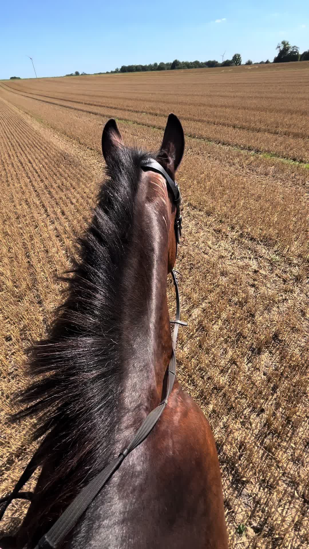 @hortensja_may_