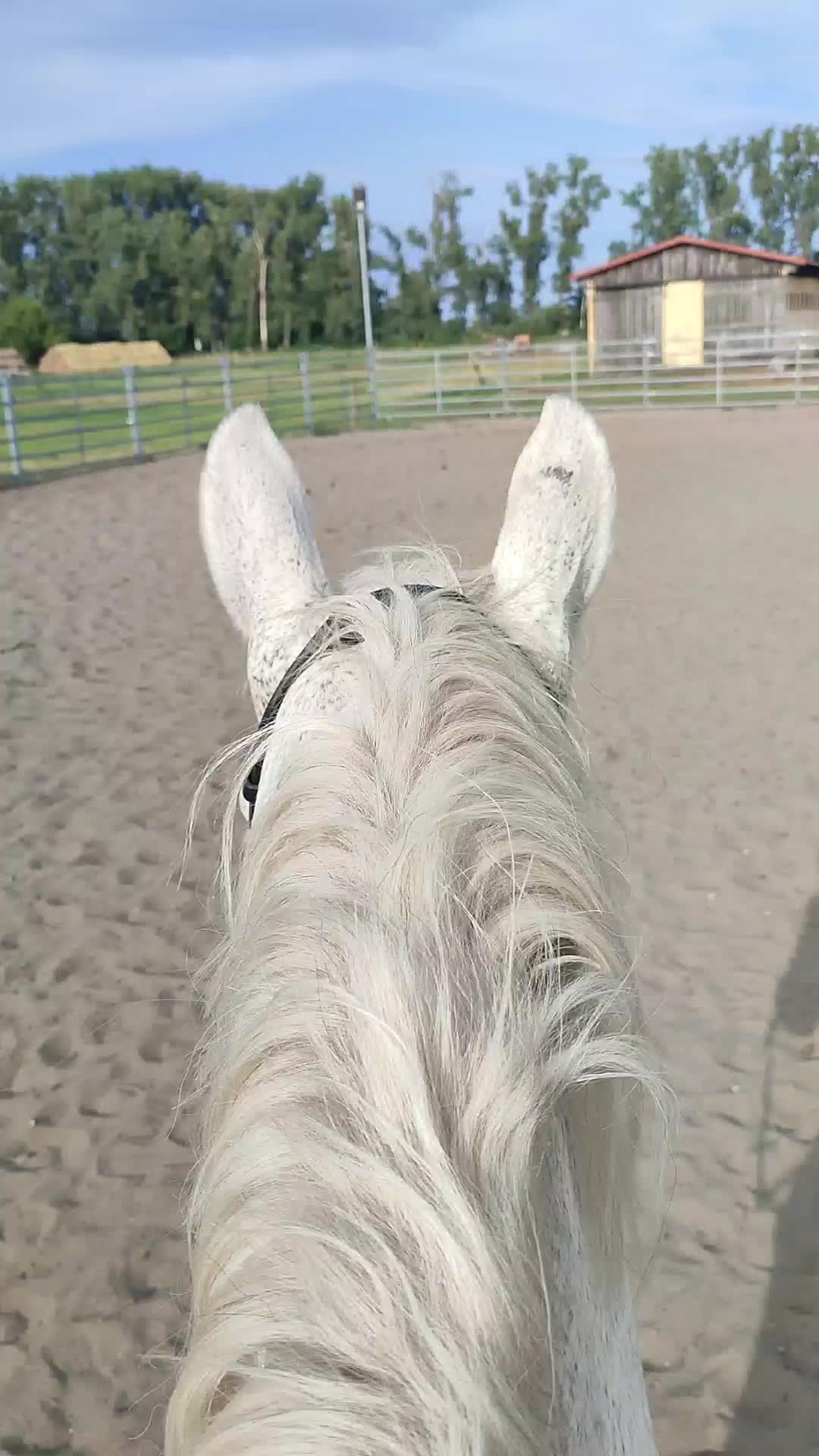 @Horses 🫶🌺