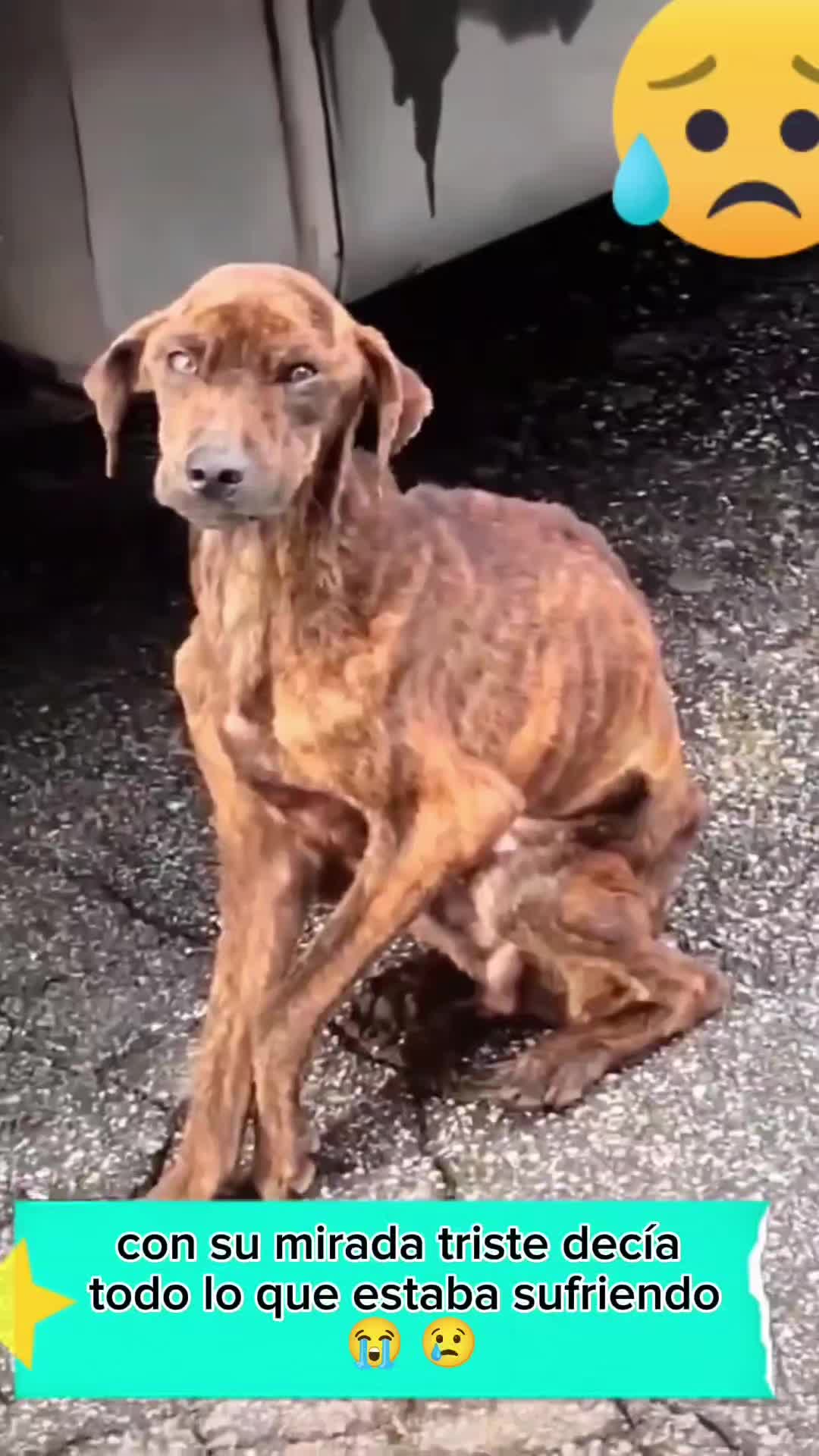 @Charlotte🐕&zwj;🦺🐈🐕🦬🐐🐎🐄🐒