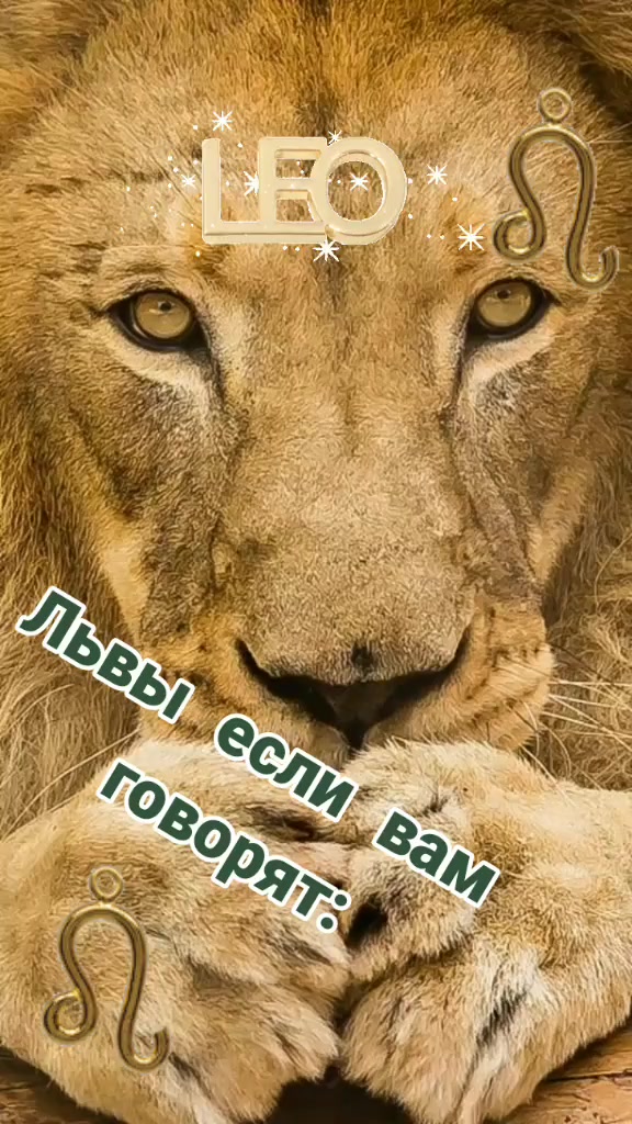 @👑 🦁 KING LION🦁👑