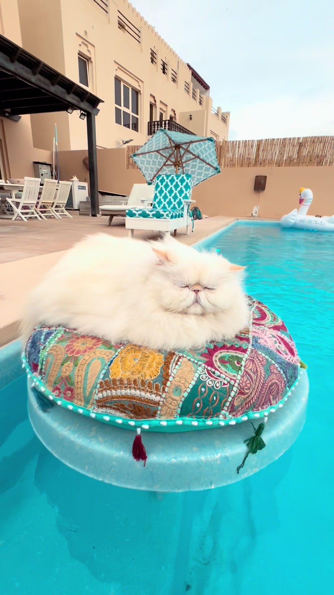 @thezenkitty