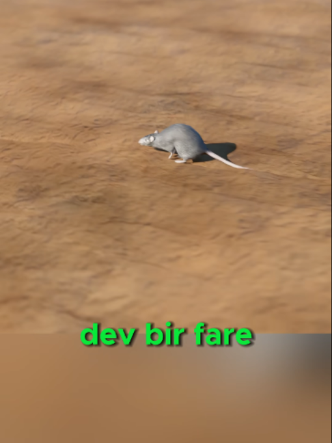 @Funny Highlights