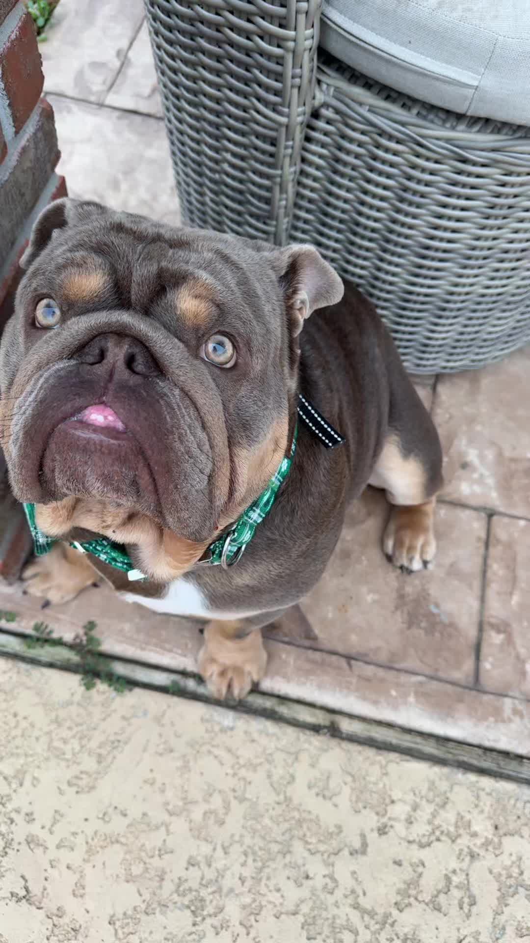 @RawlsTheBulldog