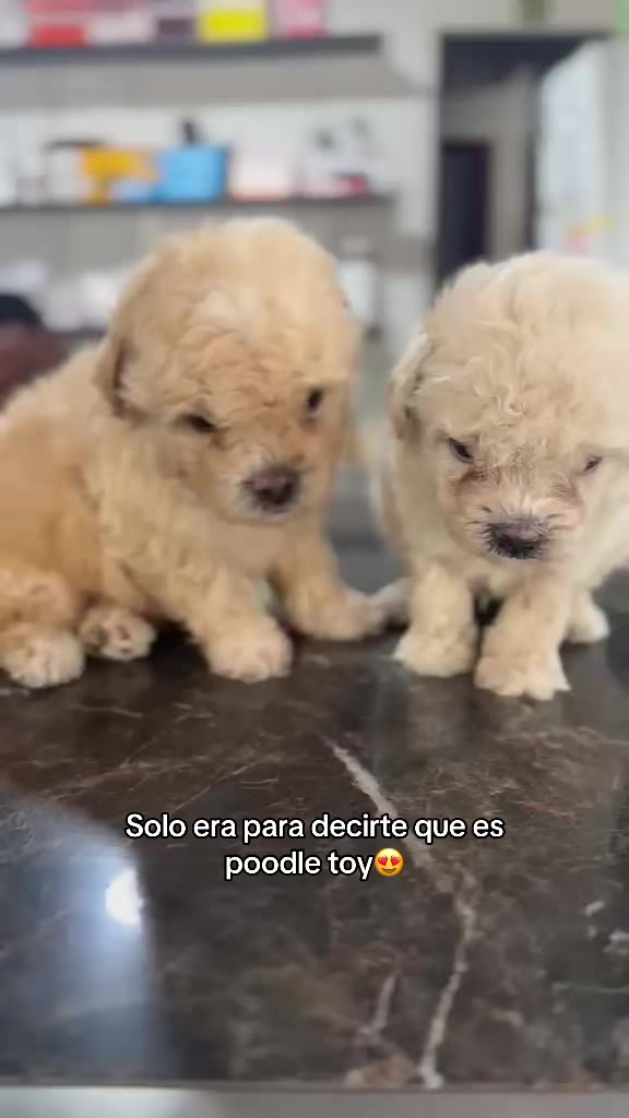 @Dogsr_rd1