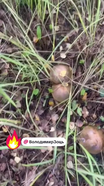 @viktoriya_rieltor
