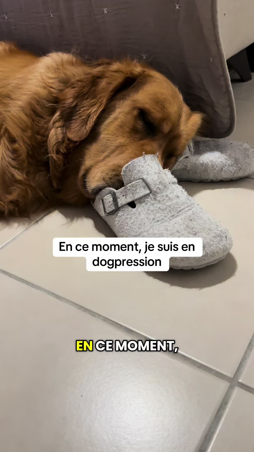 @Uggy Le Golden 🐶
