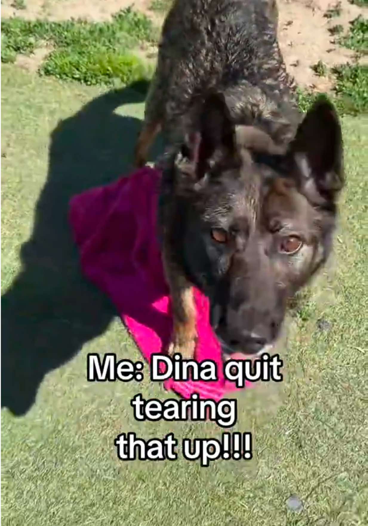 @K9 Dina