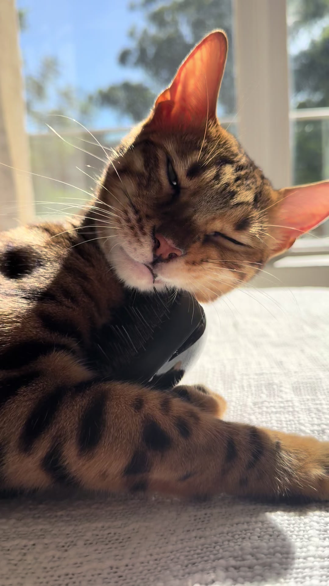 @mitmitcats