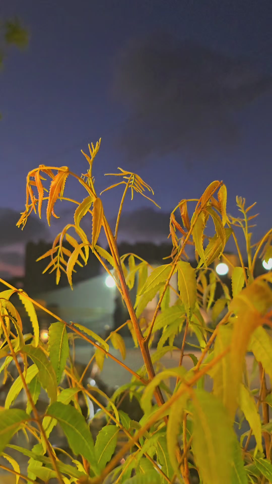 @P R O F E S S O R 🥀