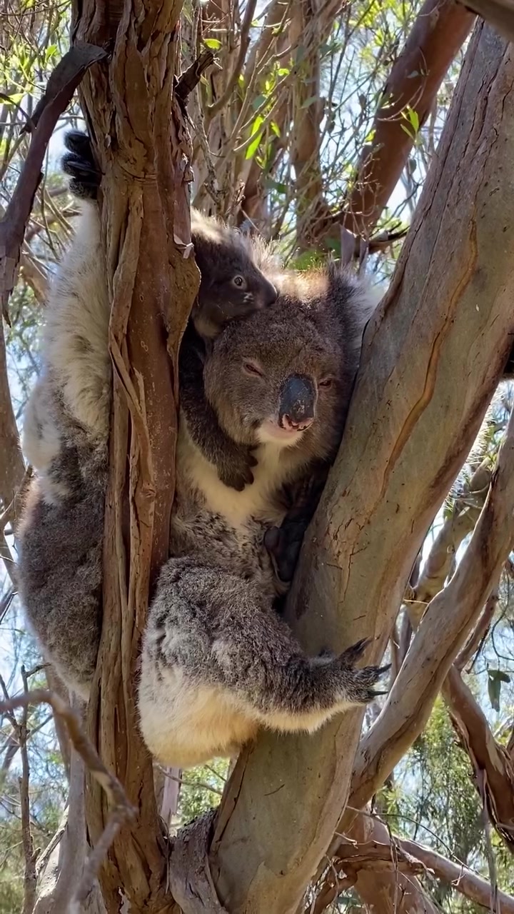 @Australia