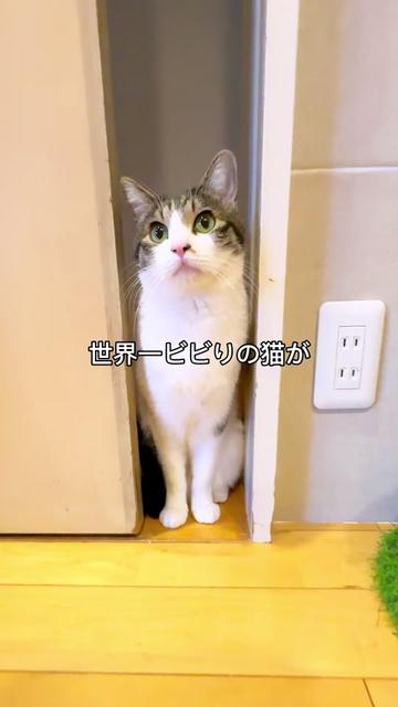 @あにまるファミリー/6猫2フェレット