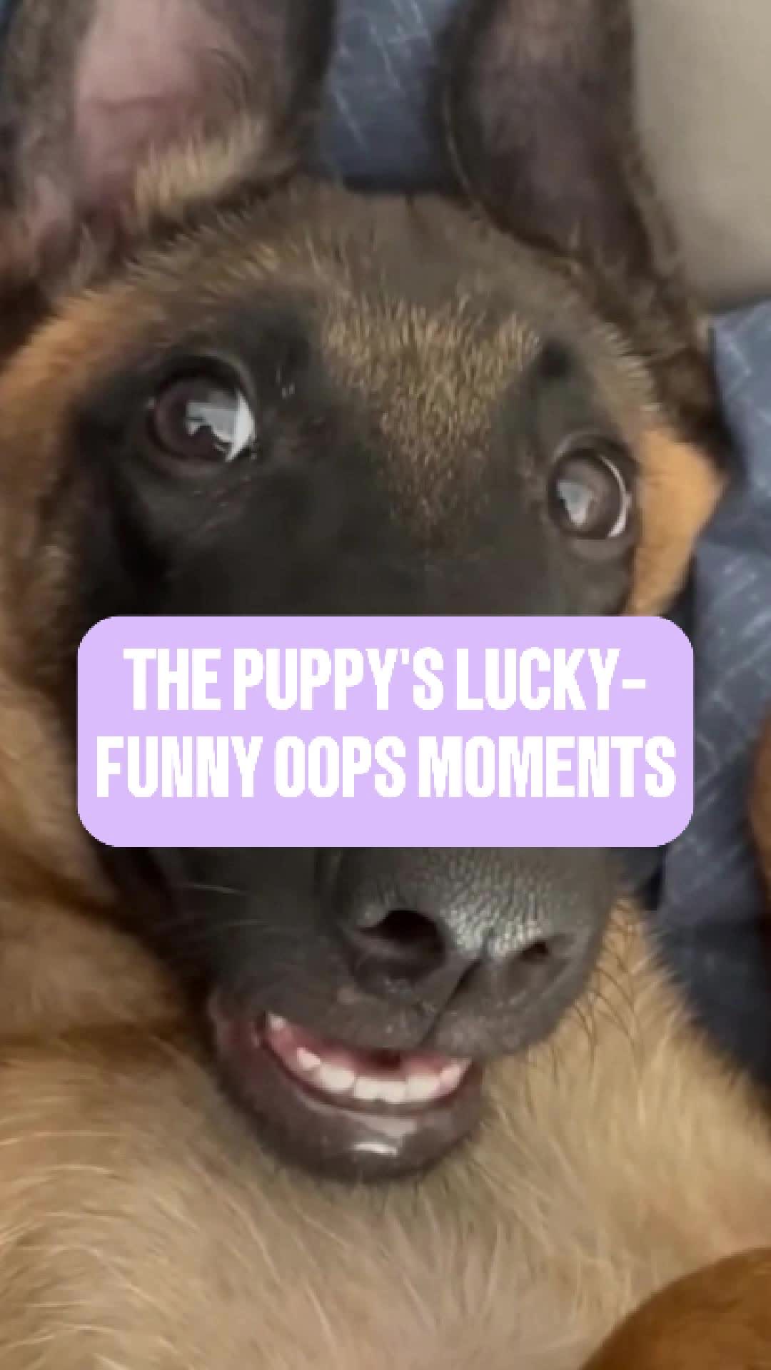 @celebscript