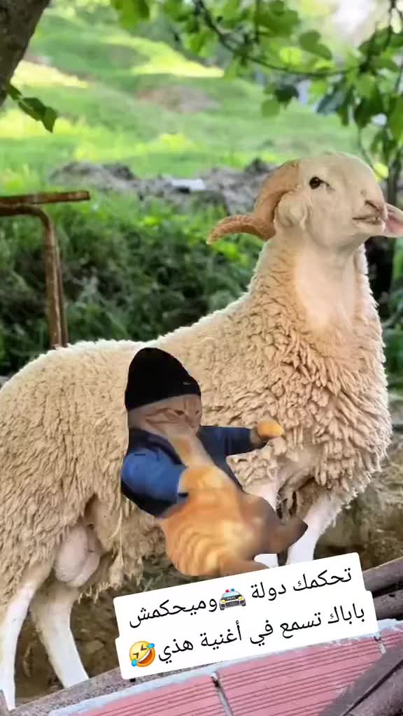 @الموالة اخالي الابقار