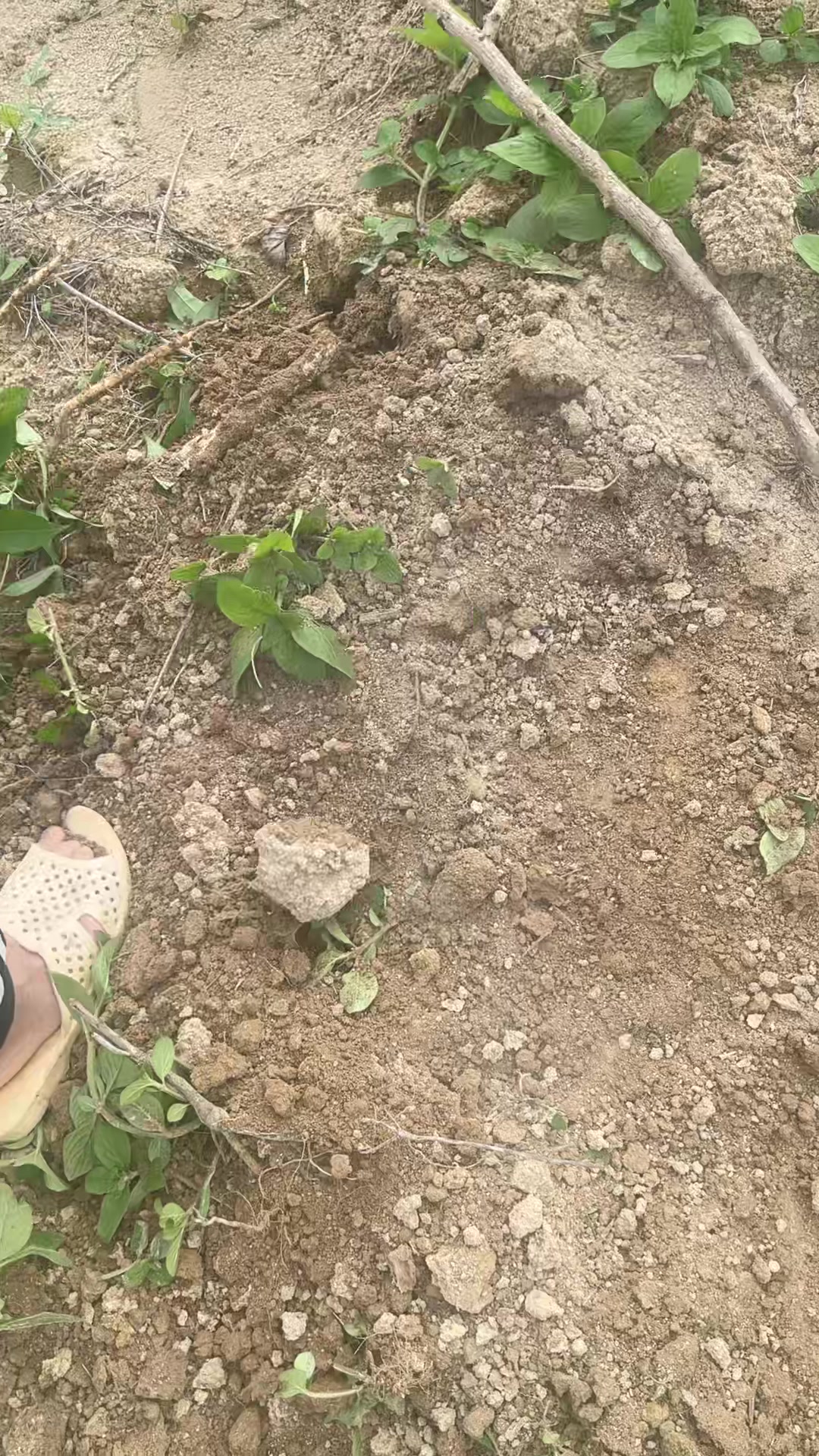 @tuantinh489