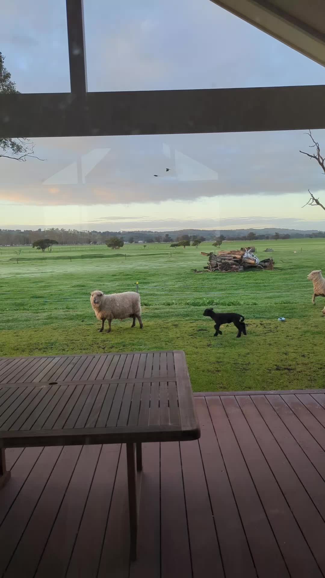 @Gardin Park Babydoll Sheep