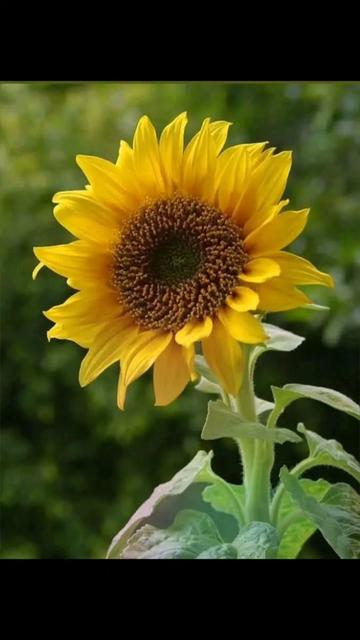 @🌻Շ๏ภץคɭє🌻