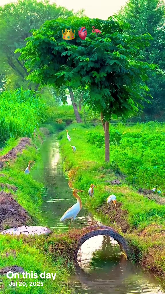 @پنجابی کلچر 🌾🍂