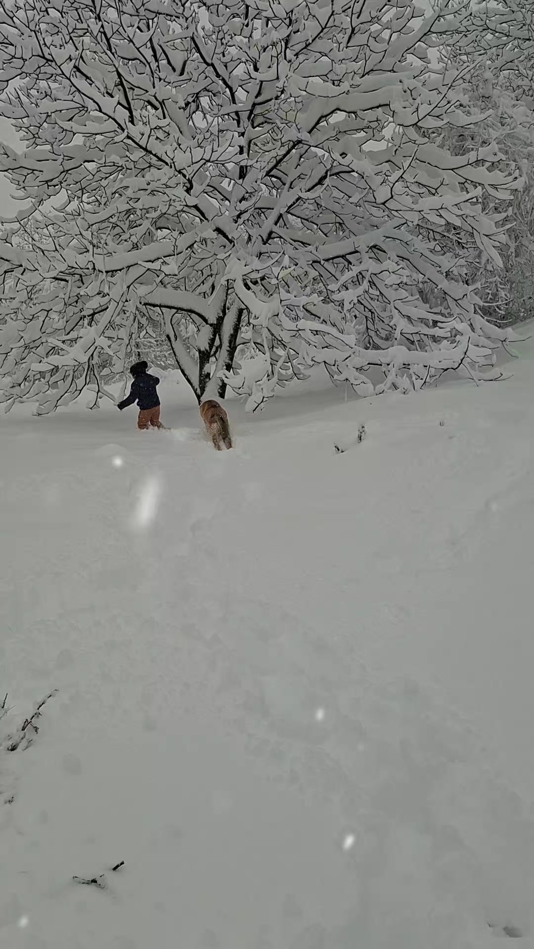 @gara g&ouml;z