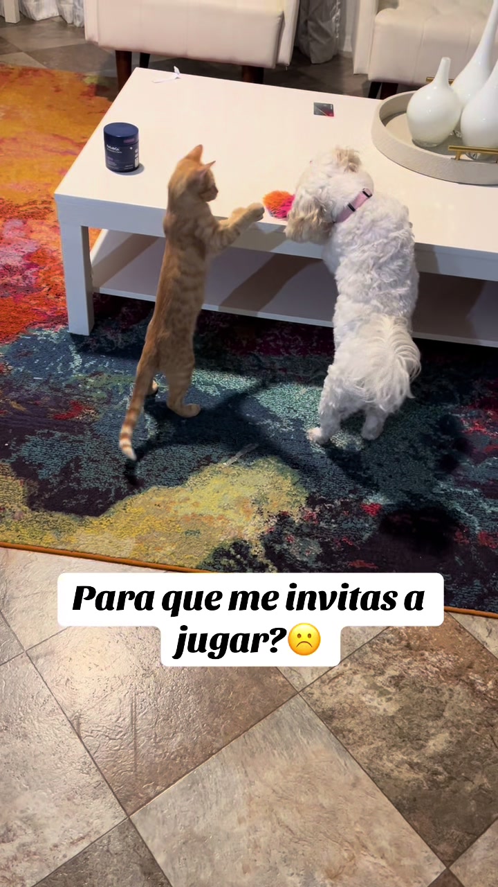 @AZUL🐶🥰
