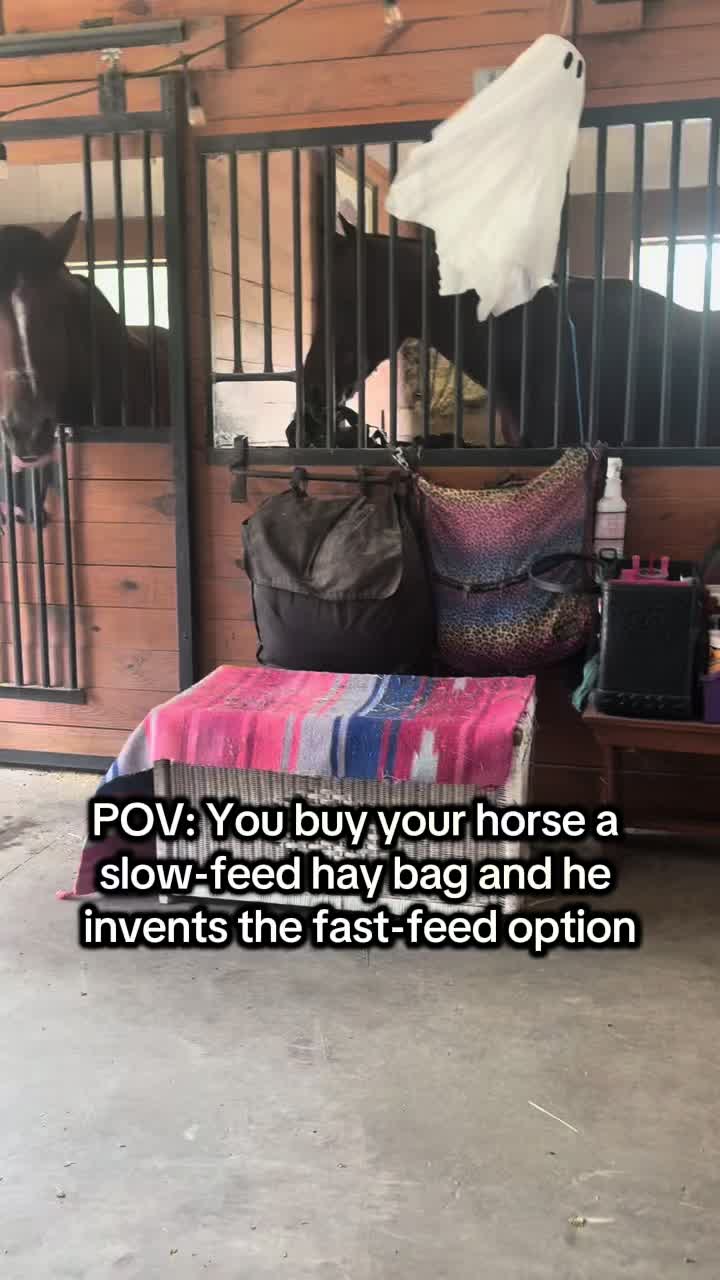 @Lacy & Shooter the OTTB