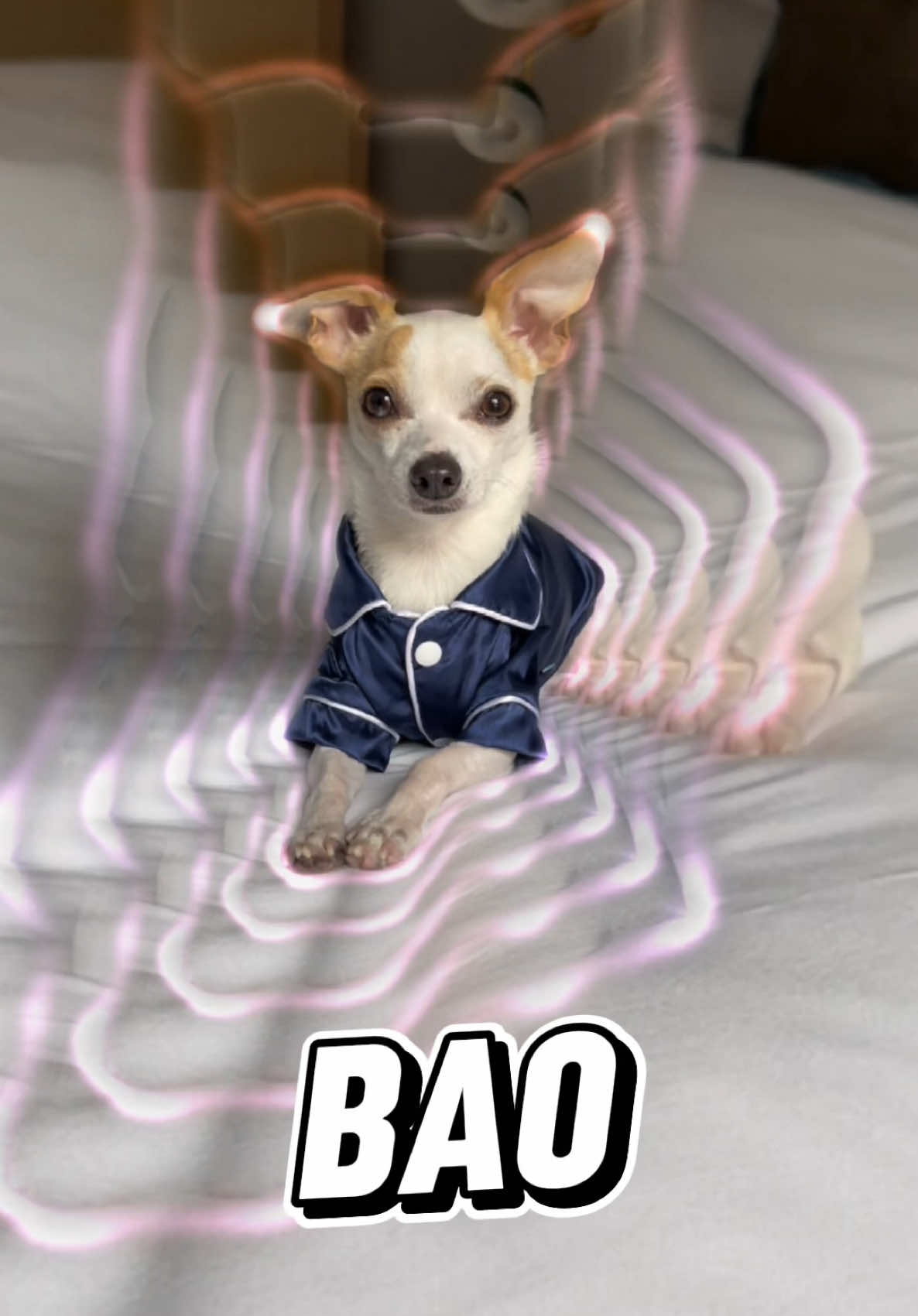 @Bao the Chihuahua