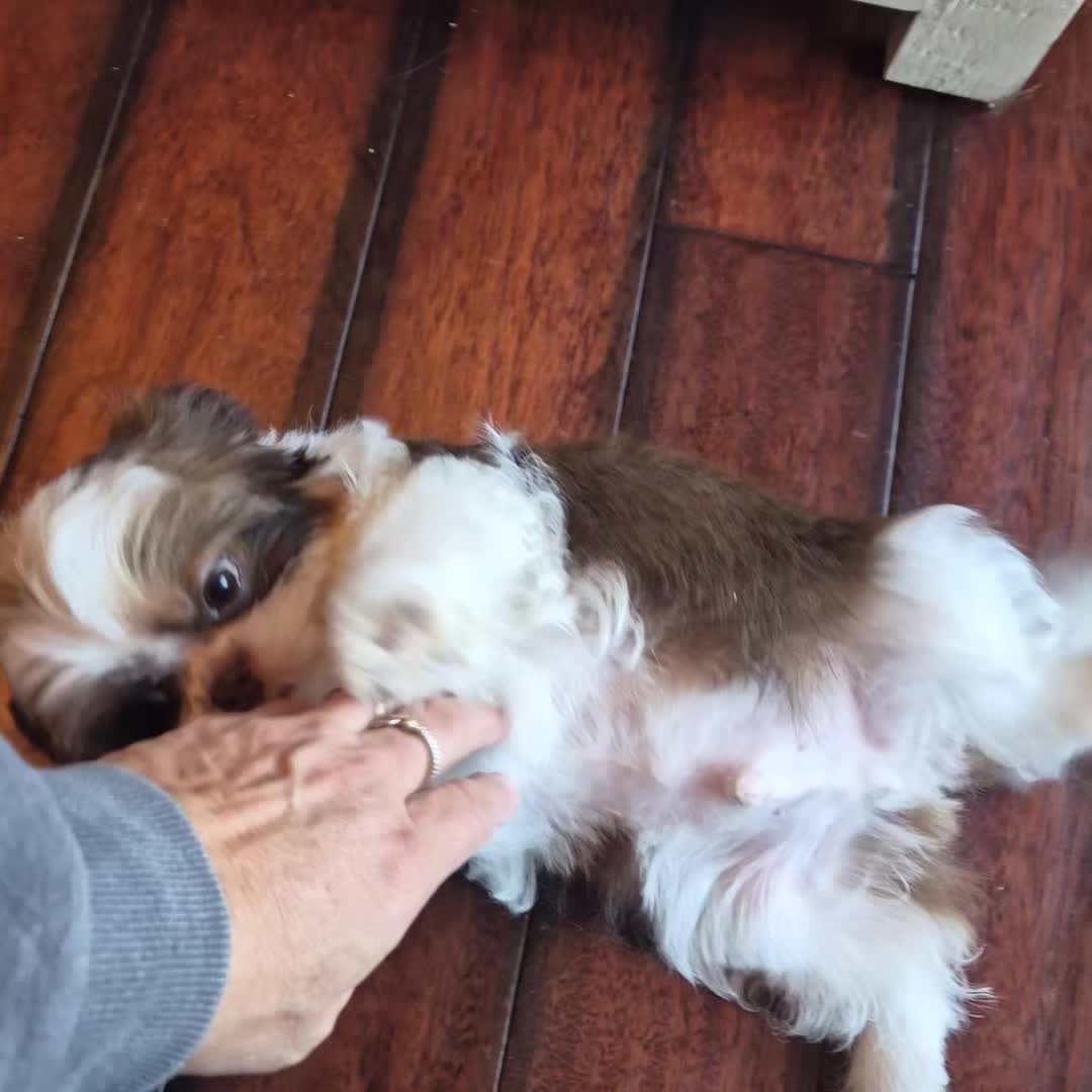 @Barb's Precious Pups