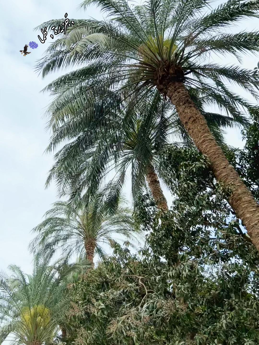 @﮼سيف ﮼الجزيري 🥷🦅