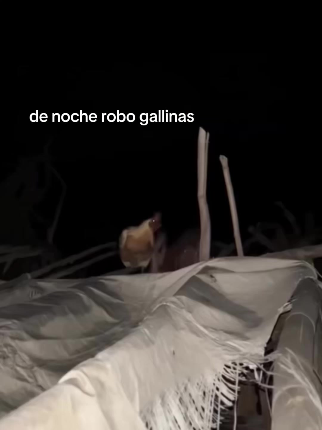 @Orf