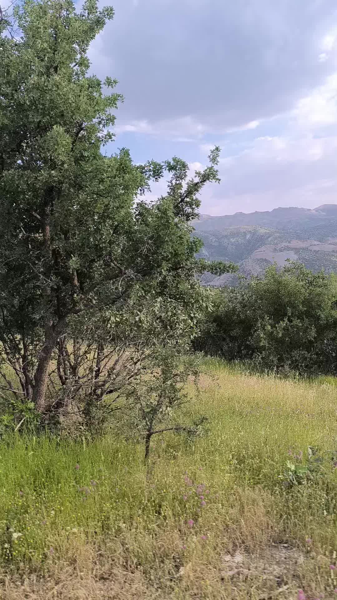@Nezir Kılı&ccedil;