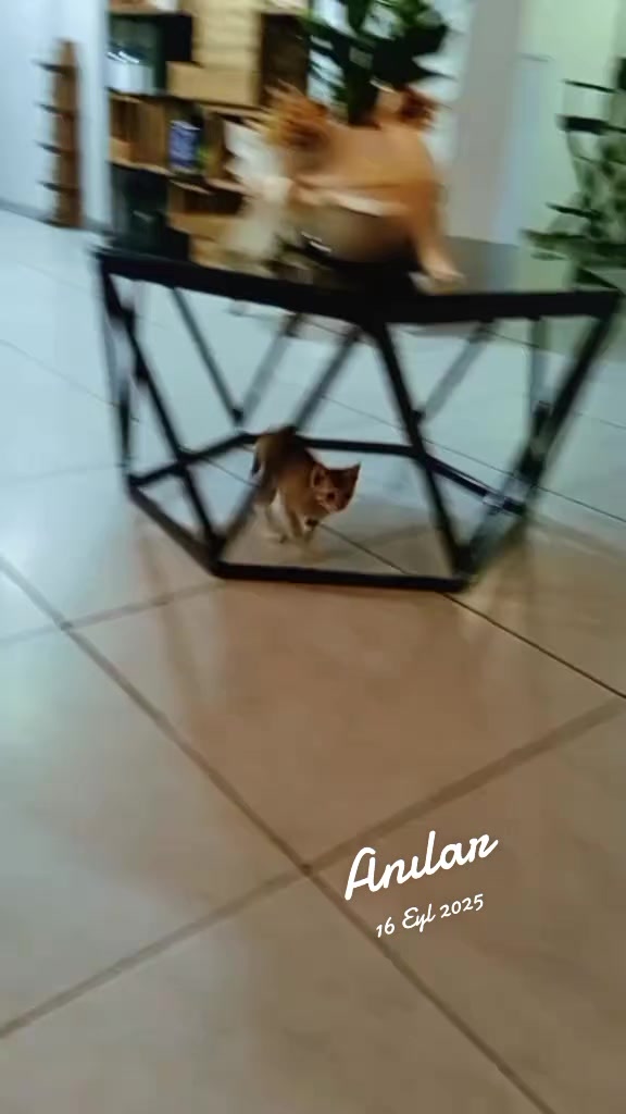 @Ali gül