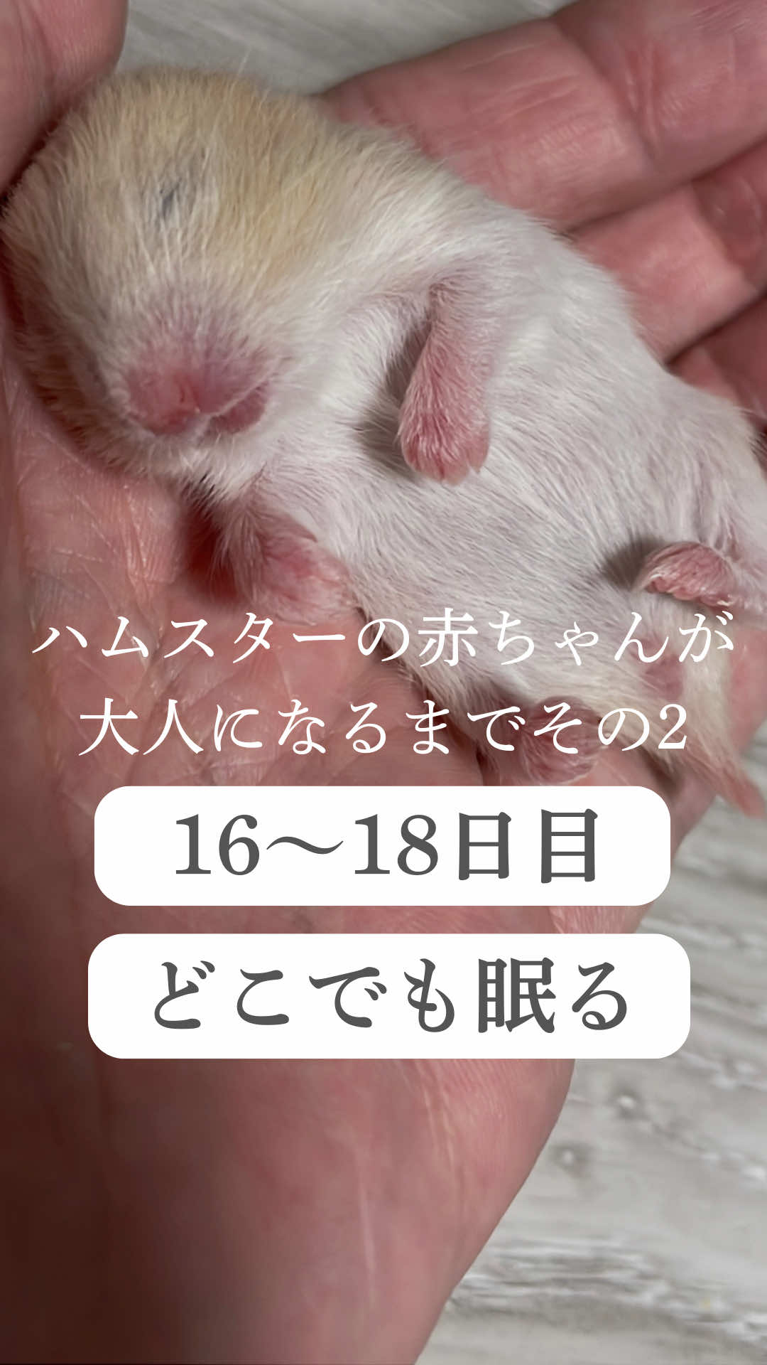 @はむはむパーク