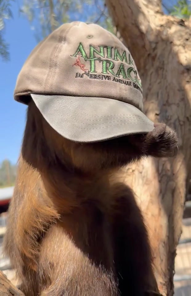 @AnimalTracksInc