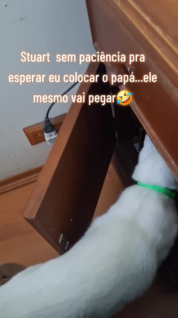 @MagdaAmoAnimais😾🐶🕊🐅🐍🐢🦜