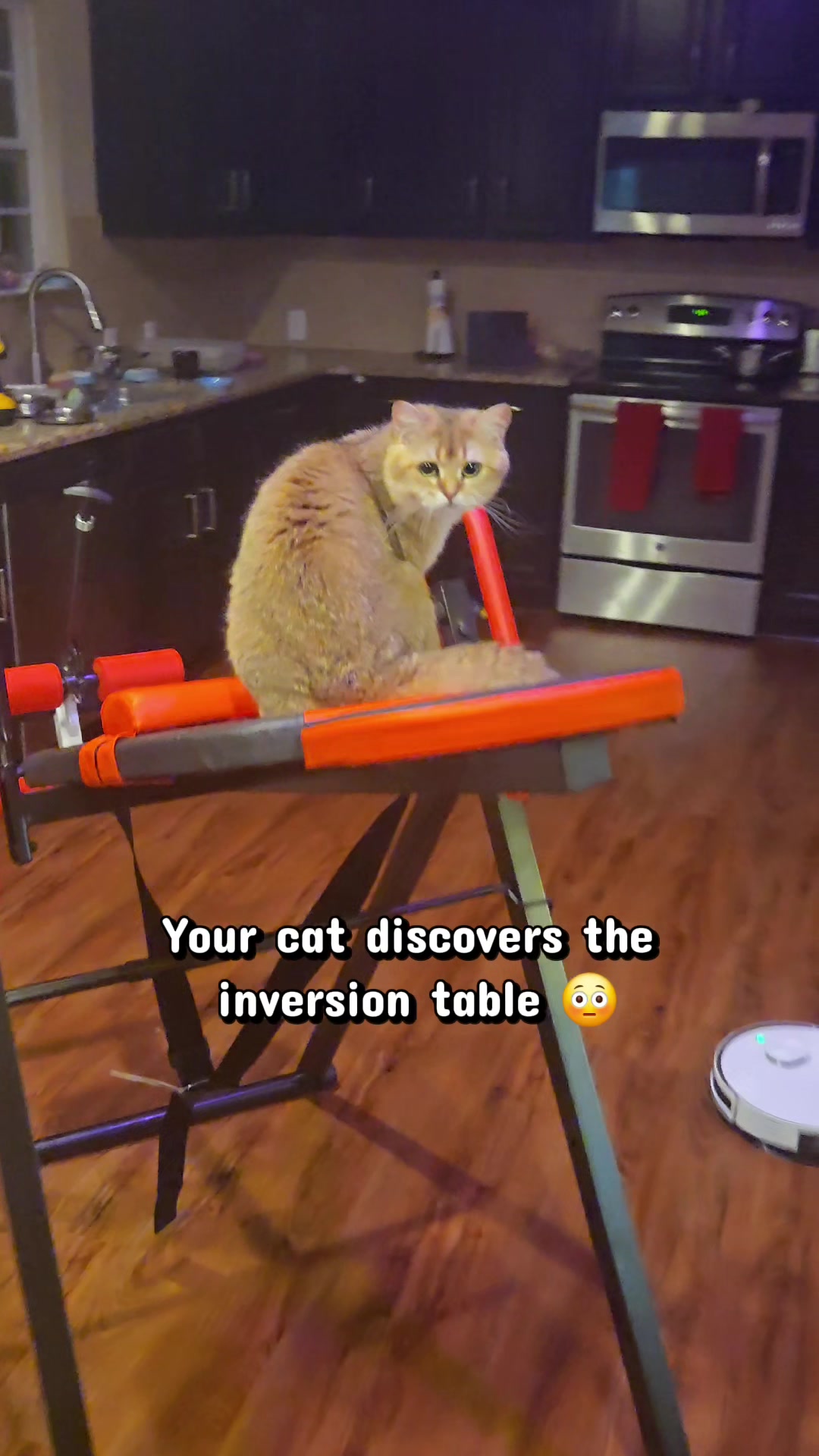 @Brittany Beauties Kittens