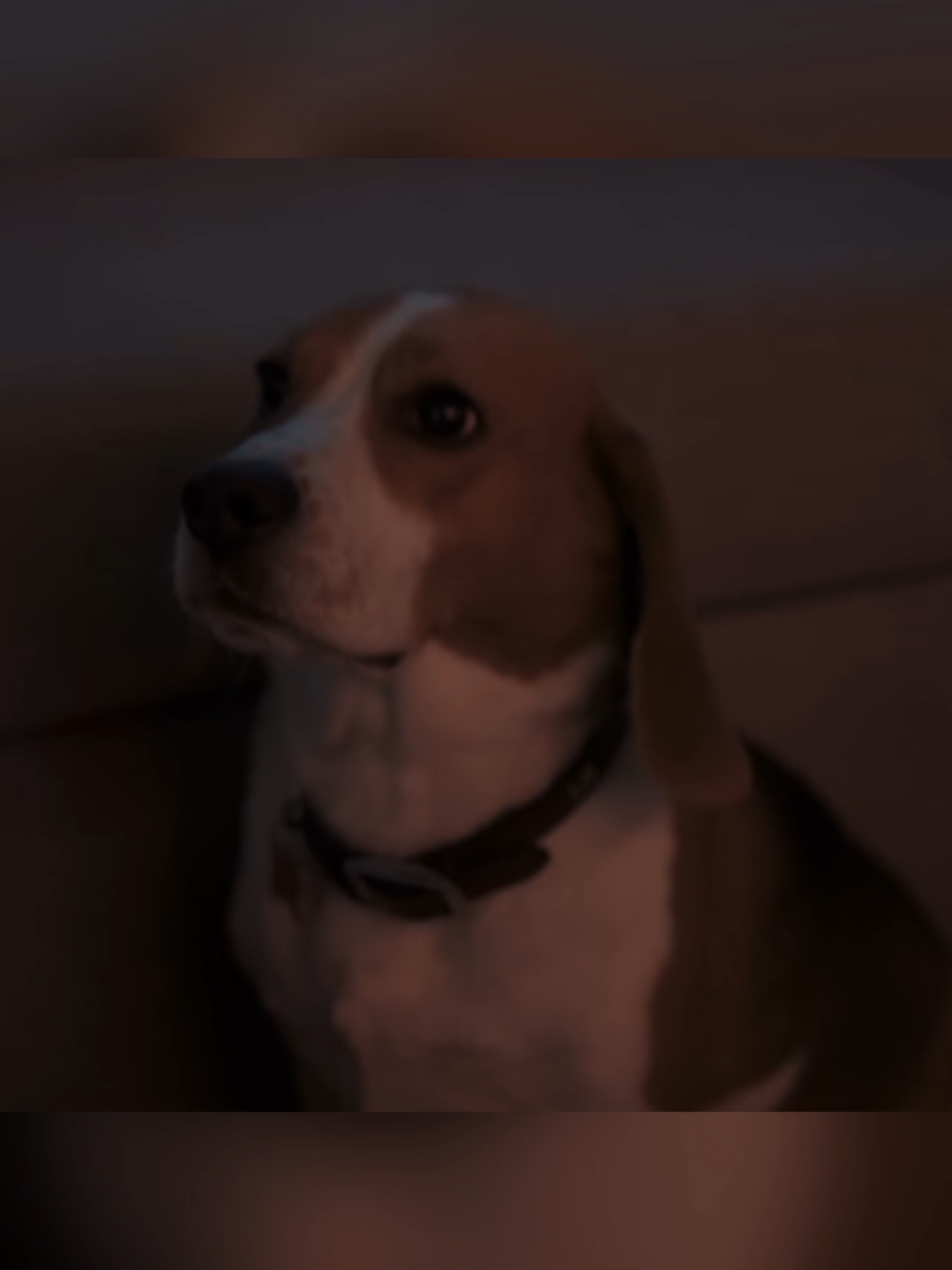 @PlaylistPlug