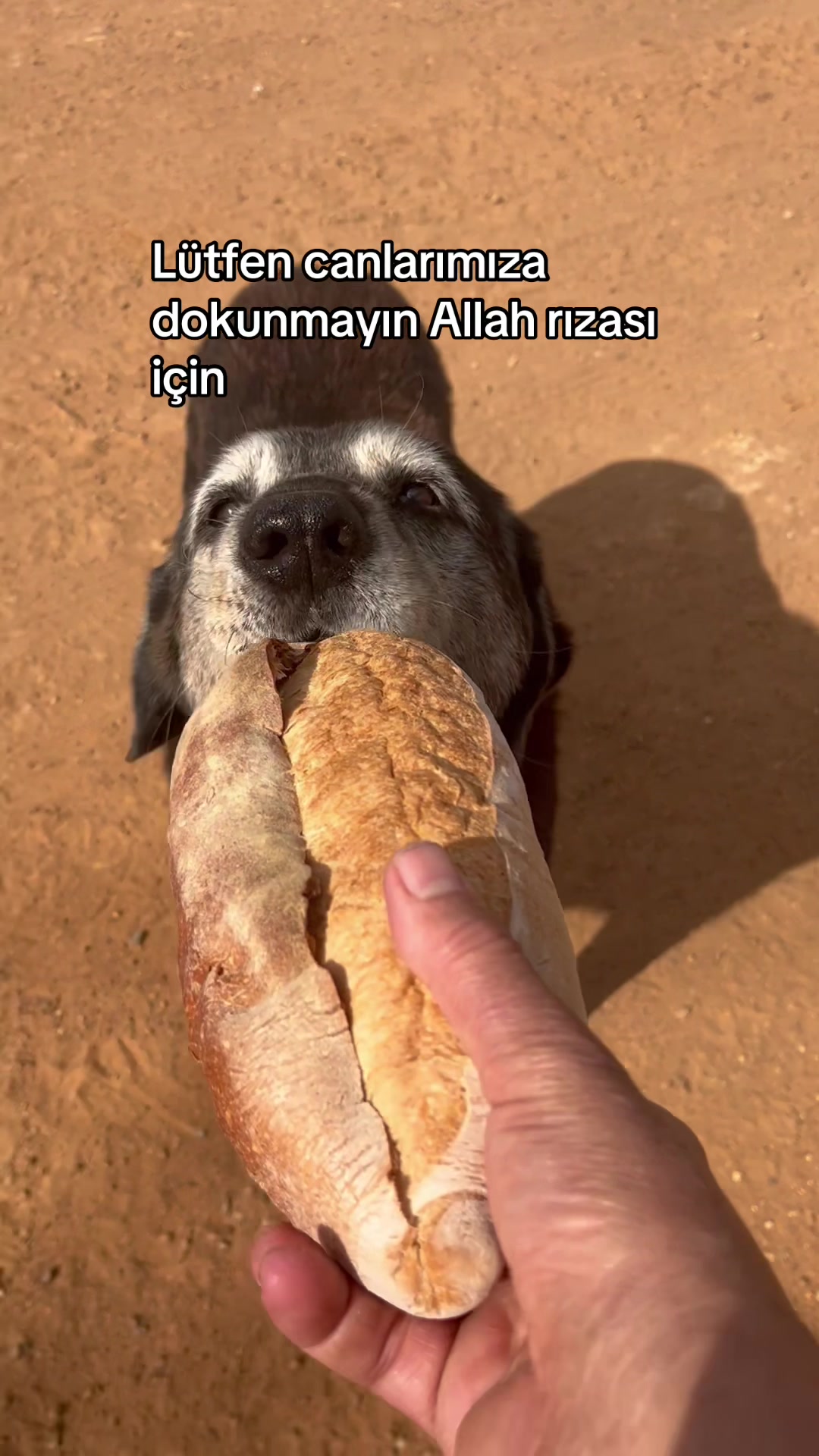 @Gönül Özcanlı