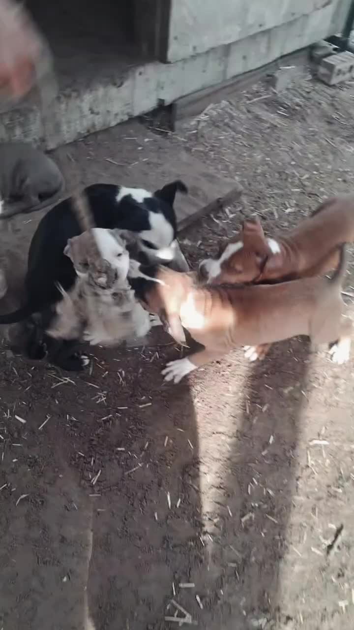 @SCKVoodooHogDoggers