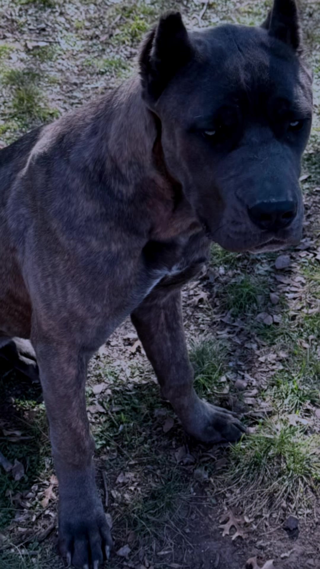 @AandMCaneCorsos